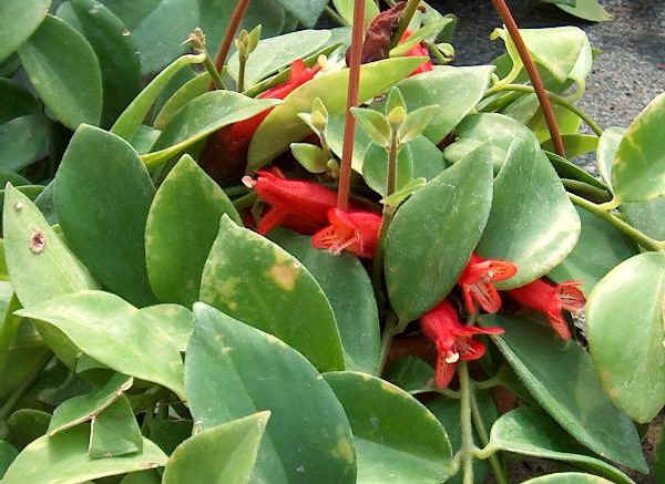 Aeschynanthus lobbianus 