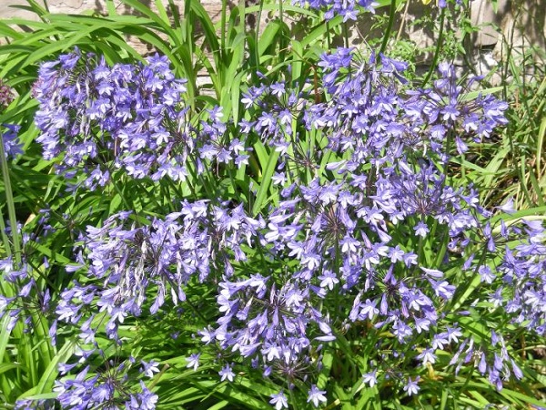 Agapanthus campanulatus