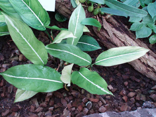 Aglaonema costatum immaculatum