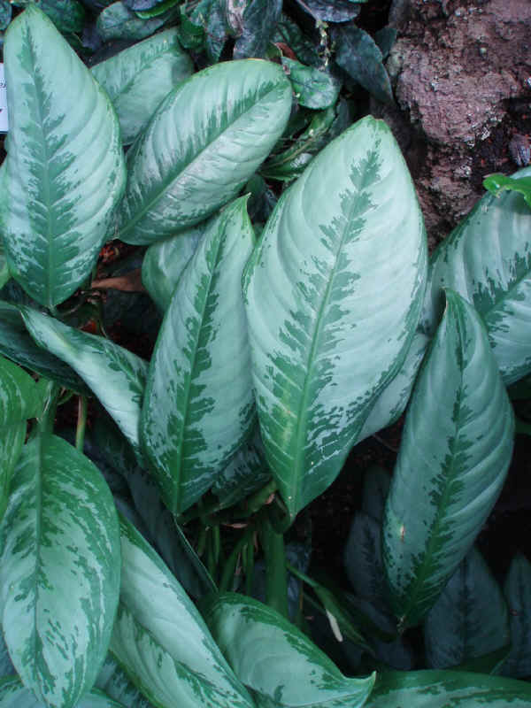 Aglaonema crispum