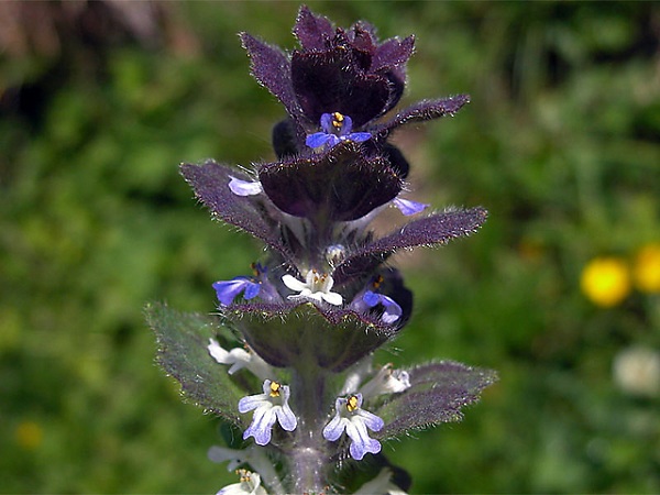 Ajuga pyramidalis