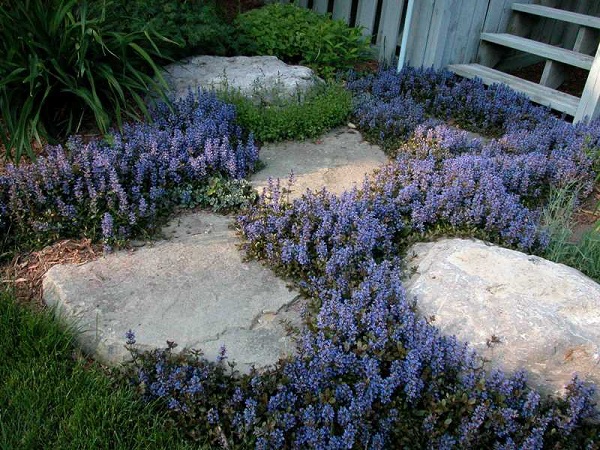 Ajuga reptans