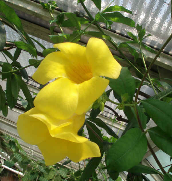 Allamanda cathartica 