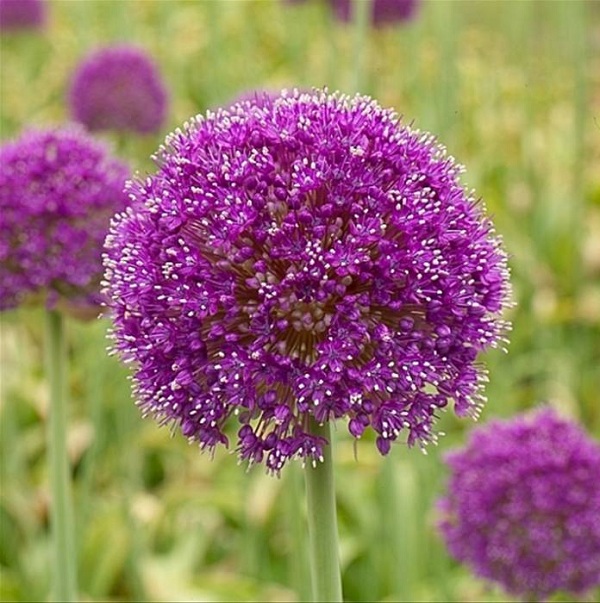 Allium giganteum