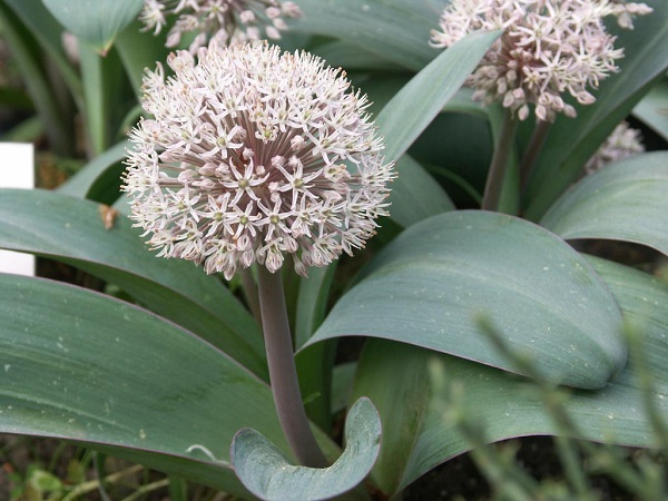 Allium karataviense