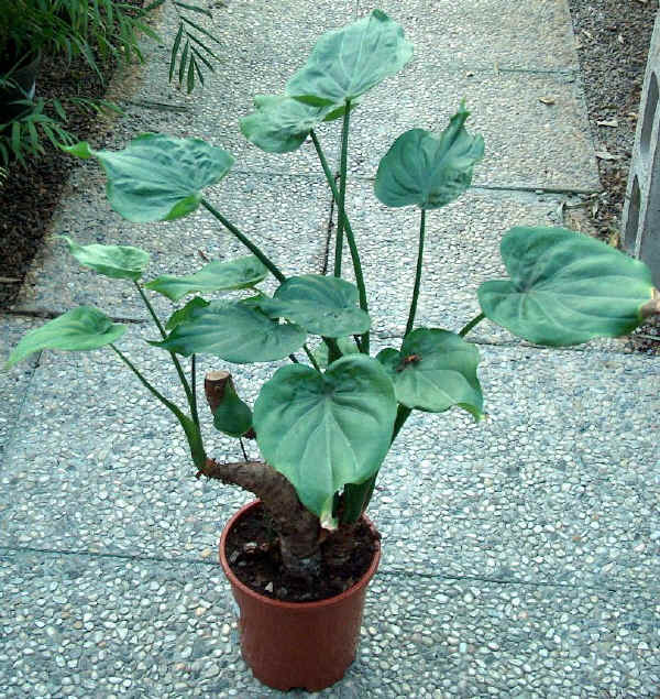 Alocasia