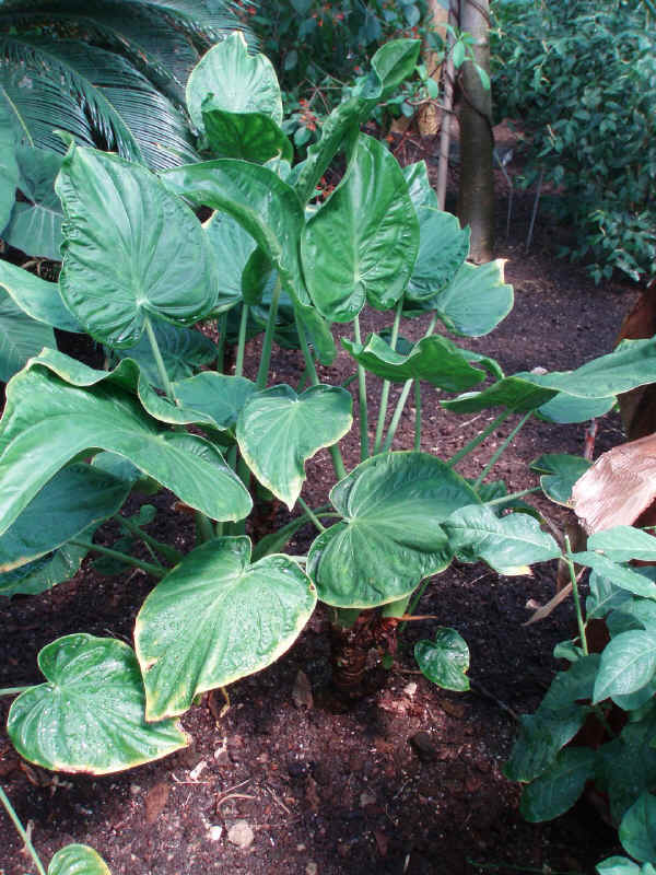 Alocasia cucullata