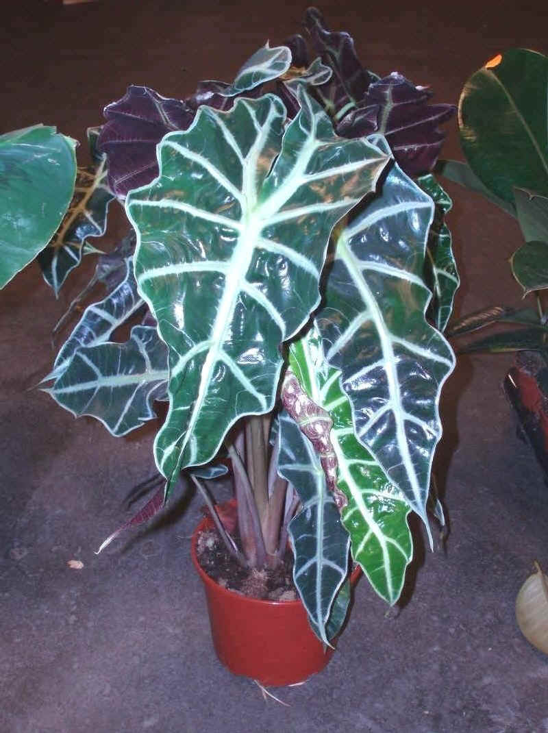 Alocasia sanderiana