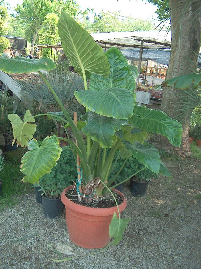 Alocasia macrorrhiza