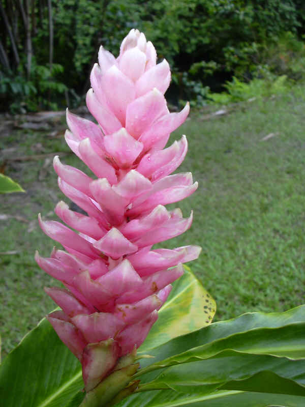 Fiore di Alpinia purpurata