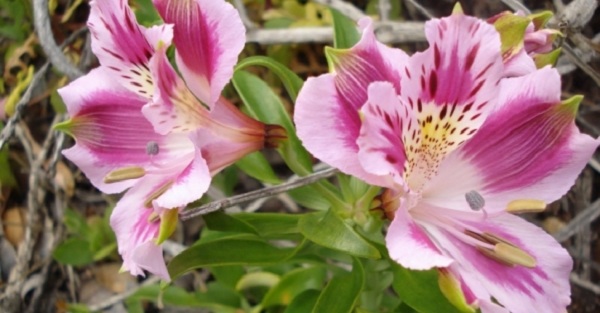 Alstroemeria pelegrina