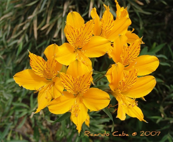 Alstroemeria aurantiaca