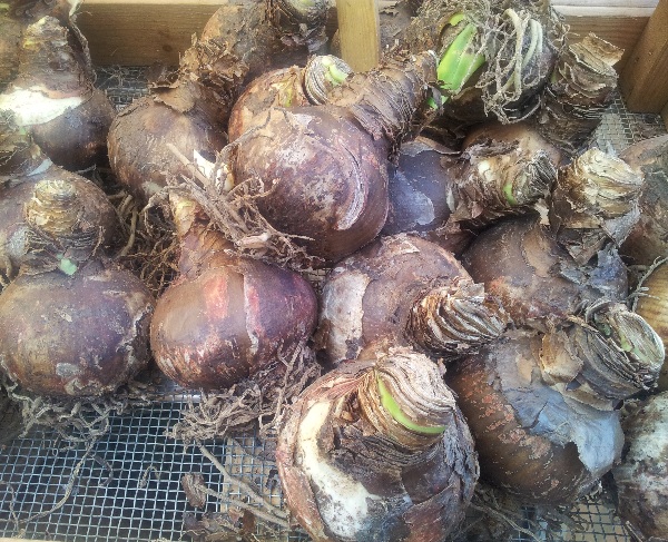 Bulbi di Amaryllis
