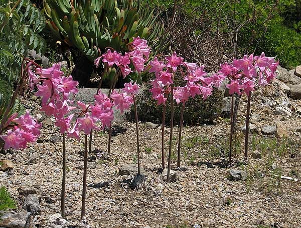 Amaryllis belladonna