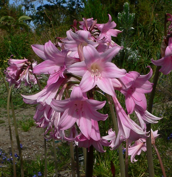 Amaryllis belladonna