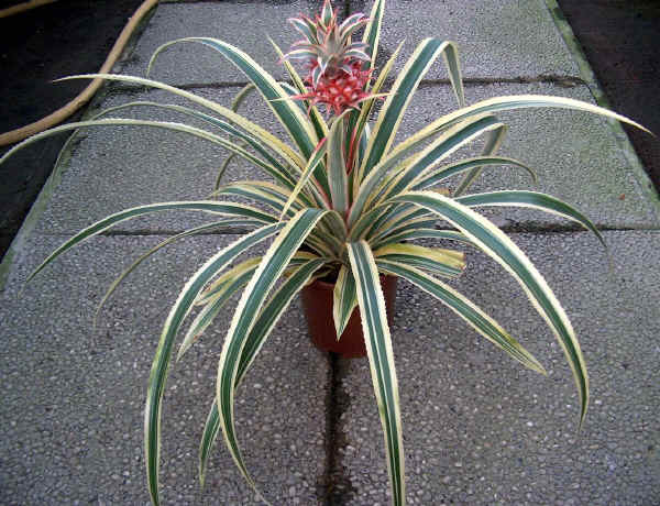 Ananas comosus o A. sativus