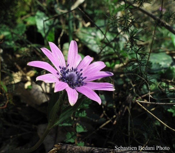 Anemone hortensis