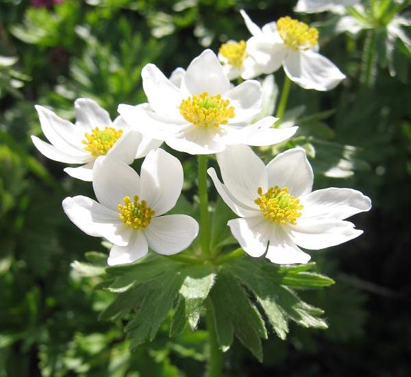 Anemone narcissiflora