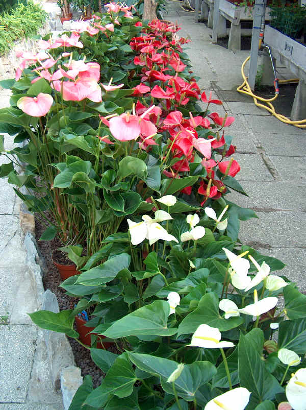 Anthurium