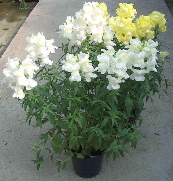 Antirrhinum majus - Bocca di leone o Bocca di lupo