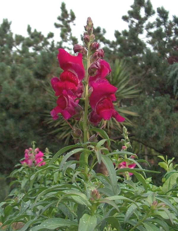 Fiori di Antirrhinum majus Bocca di leone