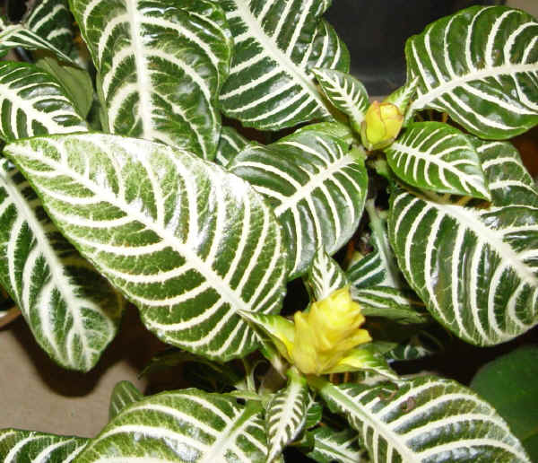 Aphelandra squarrosa