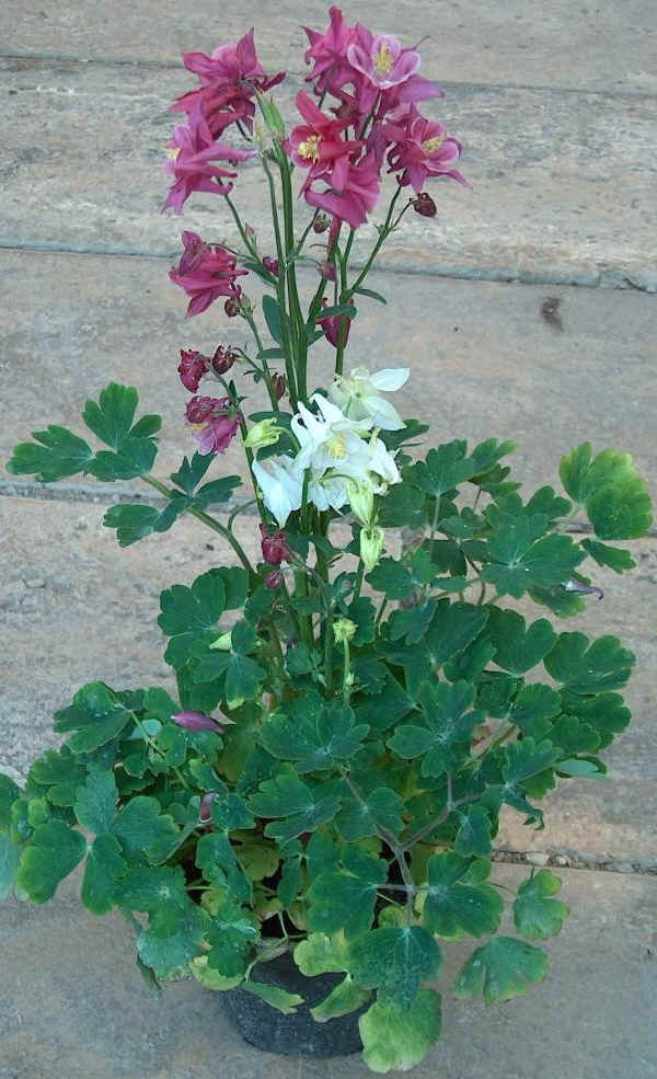 Aquilegia vulgaris