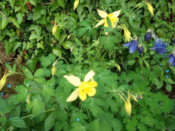 Aquilegia vulgaris