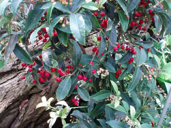 Ardisia crenata