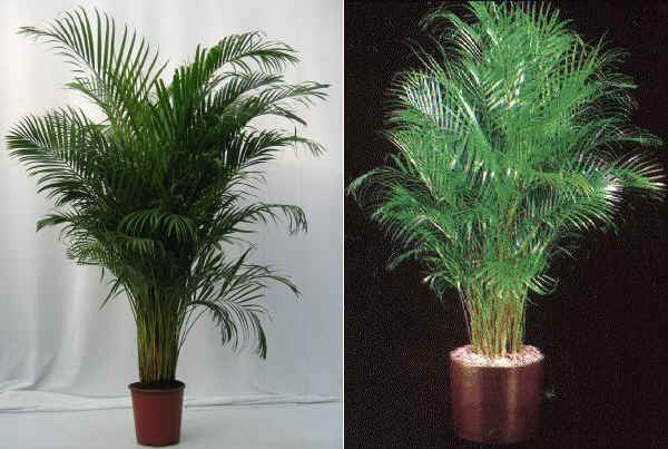 Areca lutescens