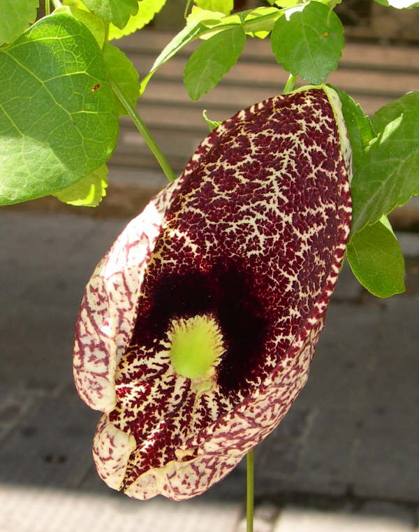 Aristolochia