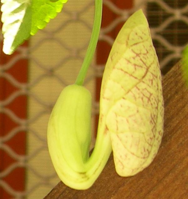 Aristolochia