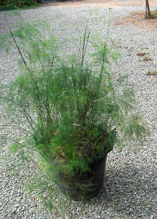 Asparagus plumosus o setaceus