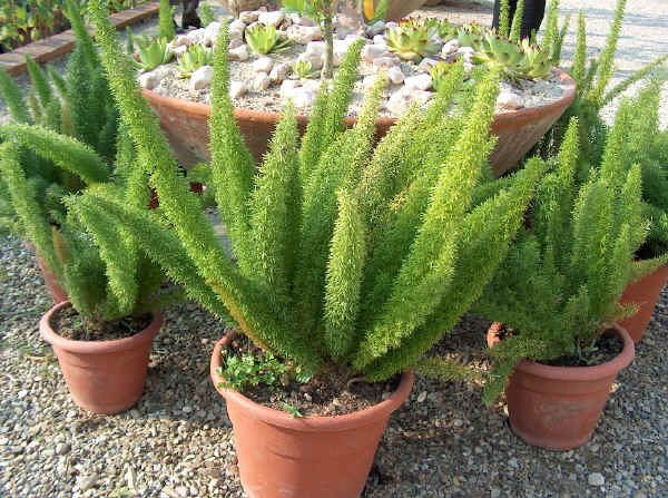 Asparagus densiflorus 'Myersii'