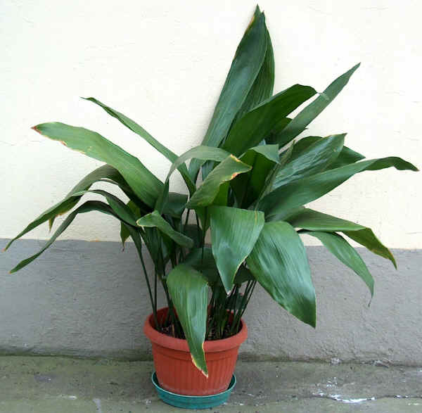 Aspidistra elatior