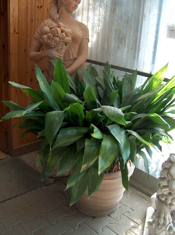 Aspidistra elatior