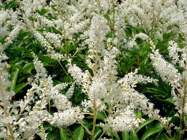 Astilbe japonica