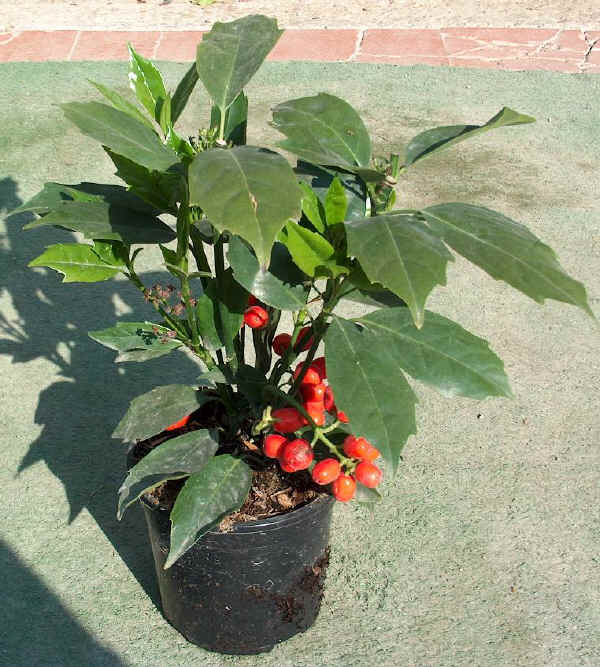 Aucuba japonica