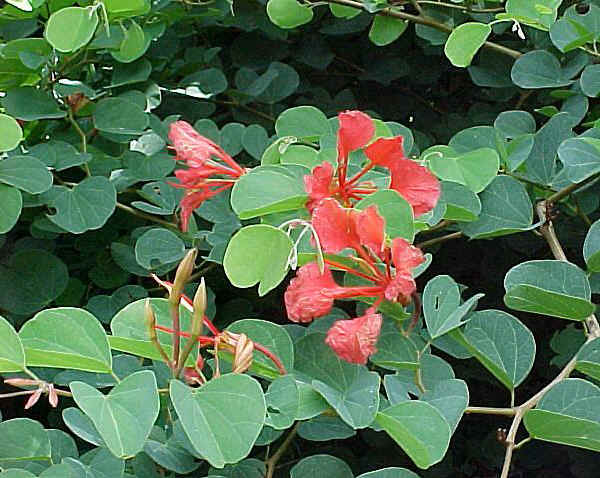 Bauhinia galpinii