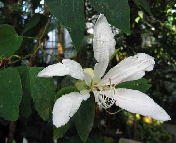 Bauhinia grandiflora