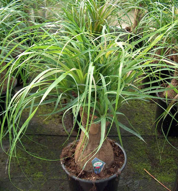 Beaucarnea recurvata - Mangiafumo