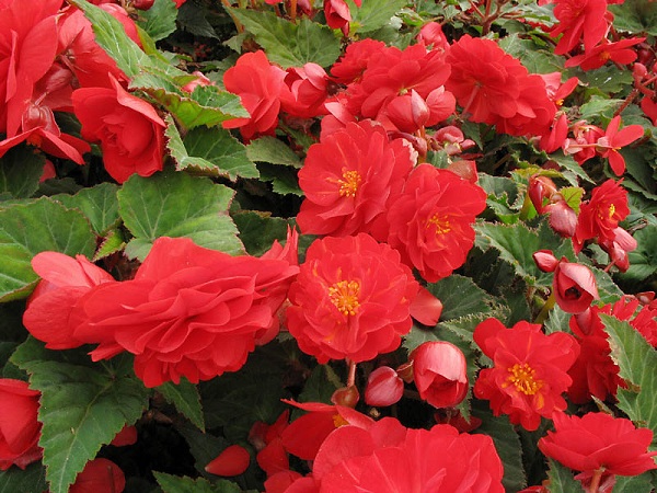 Begonia tuberosa