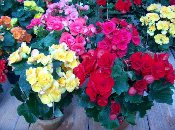 Piante da vaso: Begonia, Begonie tuberose, rizomatose, a radici fascicolate