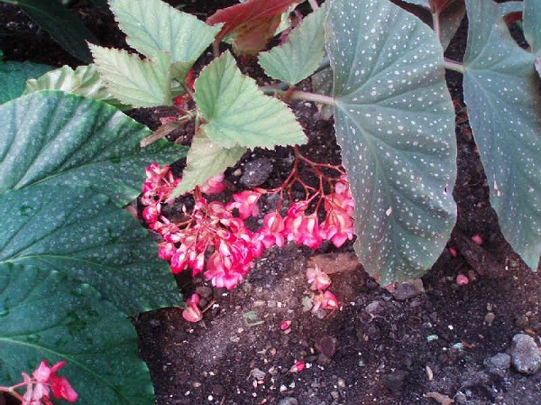 Begonia corallina var. Lucerna