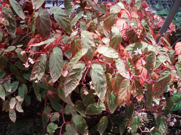 Begonia dietrichiana