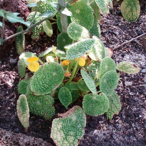 Begonia ficicola