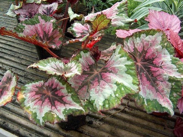 Begonia rex x cultorum