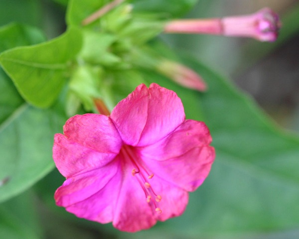 Mirabilis jalapa