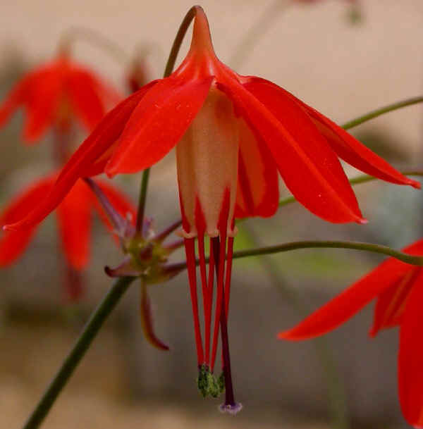 Fiore di Bessera elegans