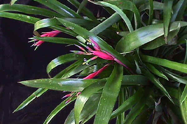 Billbergia nutans varietà Schimperiana